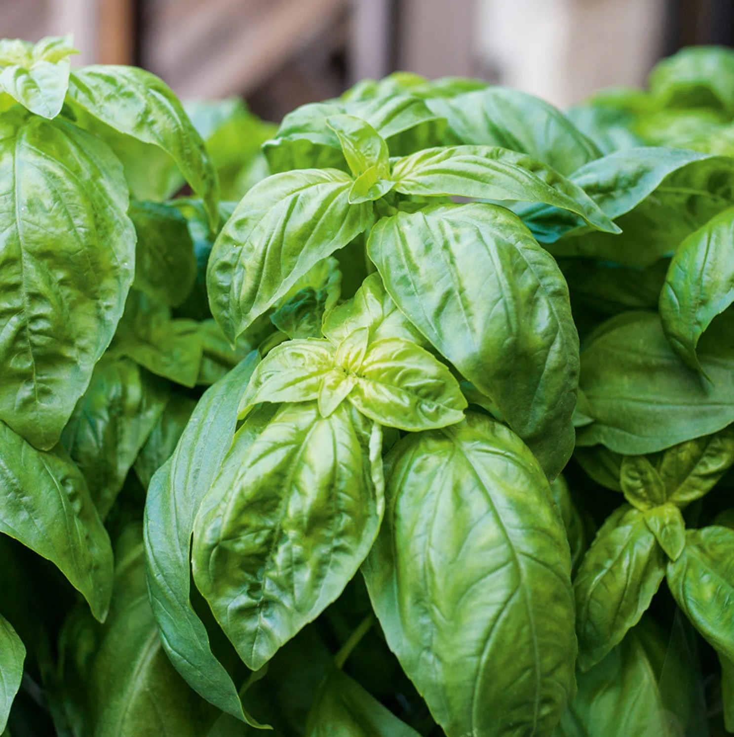 Basilicum Genovese - Afbeelding 2