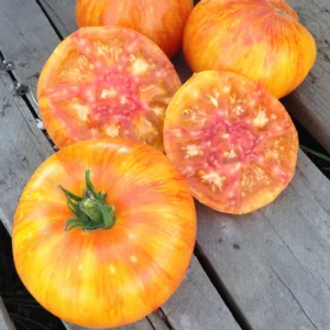 Beauty King tomatenzaden