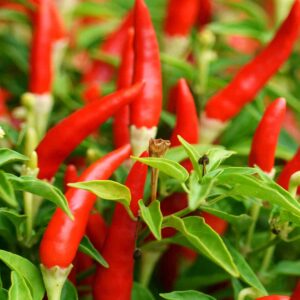 Bird's Eye Chili zaden (Cabe Rawit)