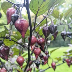 Black Biquinho peperzaden
