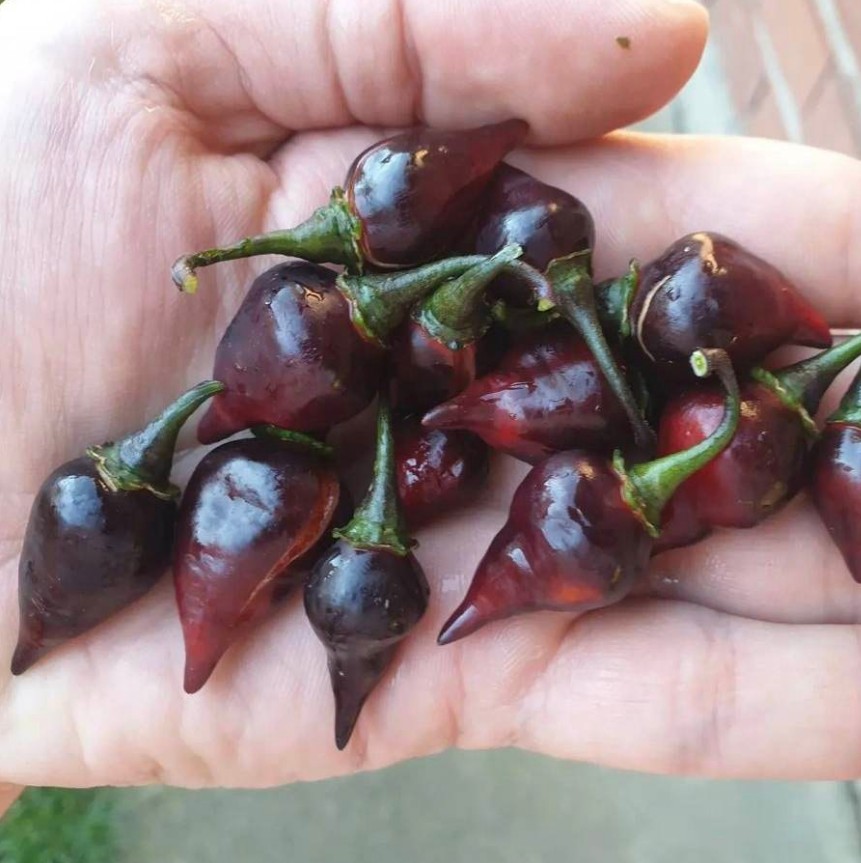 Black Biquinho peperzaden - Afbeelding 2