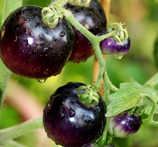 Black Cherry tomatenzaden - Afbeelding 2