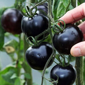 Blackball tomatenzaden