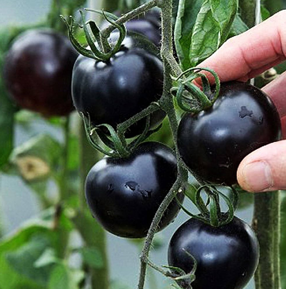 Blackball tomatenzaden