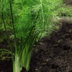 Bladvenkelzaad - Foeniculum vulgare var. vulgare