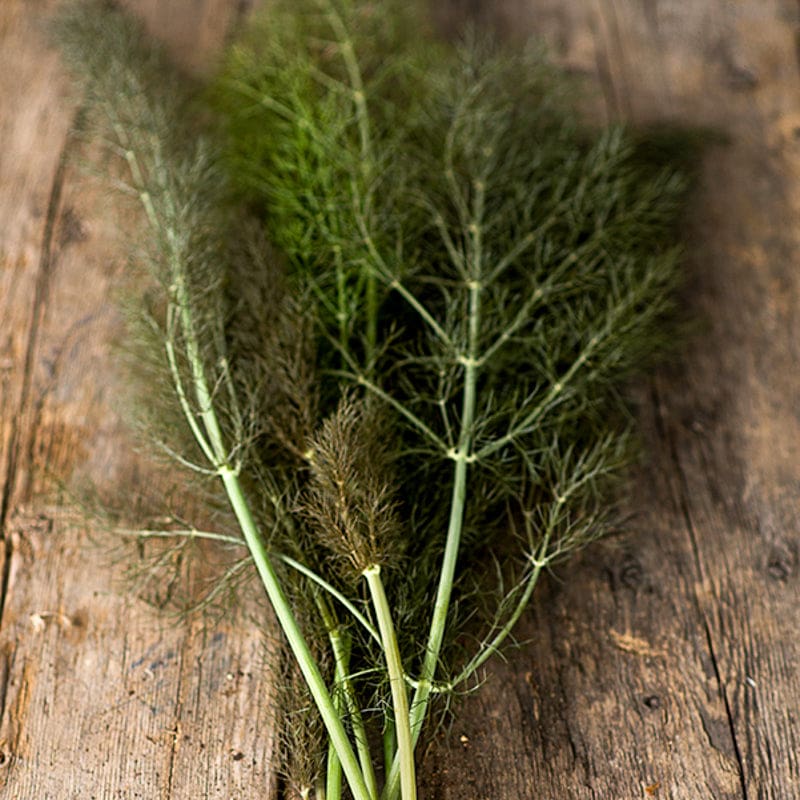 Bladvenkelzaad - Foeniculum vulgare var. vulgare - Afbeelding 2