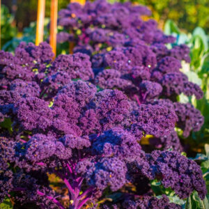 Boerenkool zaden 'Scarlet'