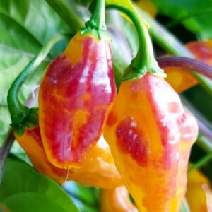 Bolivian Bumpy peperzaden