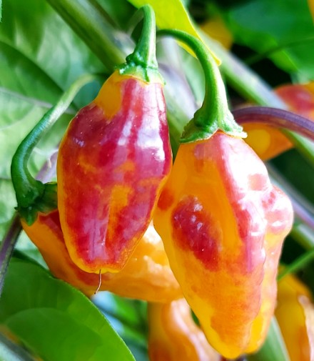 Bolivian Bumpy peperzaden
