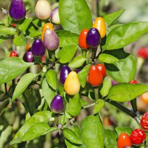 Bolivian Rainbow peperzaden