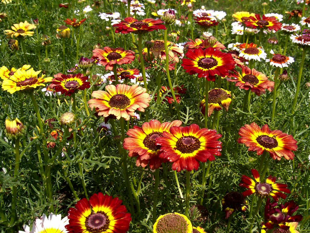 Bonte Ganzenbloemzaden (Chrysanthemum carinatum) – eenjarige sierbloemen - Afbeelding 2