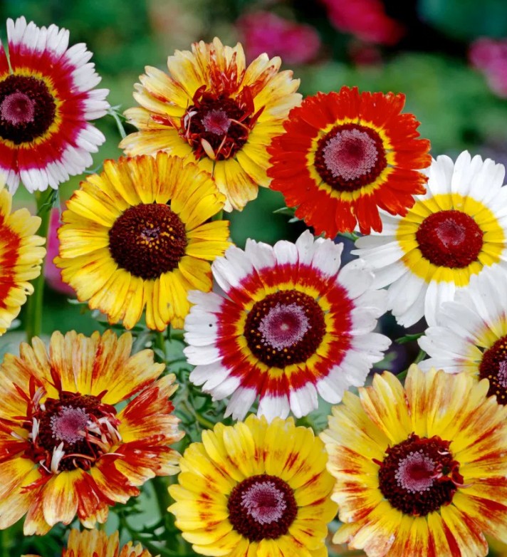 Bonte Ganzenbloemzaden (Chrysanthemum carinatum) – eenjarige sierbloemen
