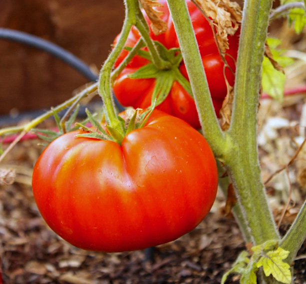 Brutus tomatenzaden - Afbeelding 2
