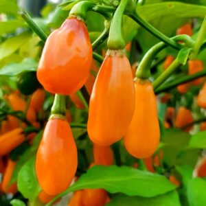 Cabaca peach peperzaden