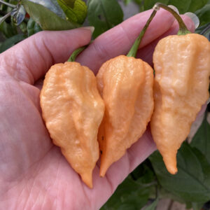 California Reaper zaden