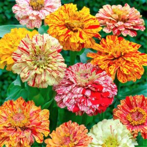 Zinnia Dahliabloemig Candy Stripe Mix