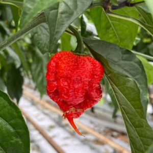 Carolina Reaper zaden