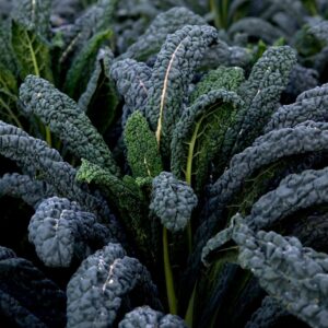 Palmkool Nero di Toscane - Cavolo Nero