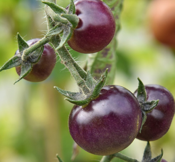 Cherrytomaatzaden Indigo Blue Berries - Afbeelding 2