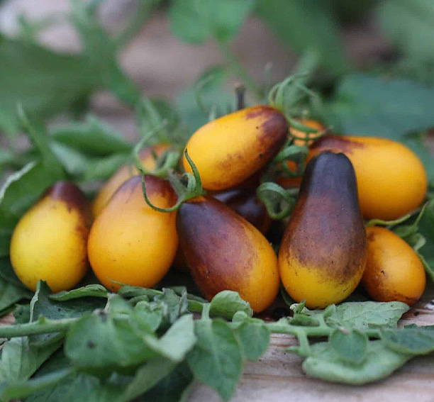 Cherrytomaat-indigo-pear-drops