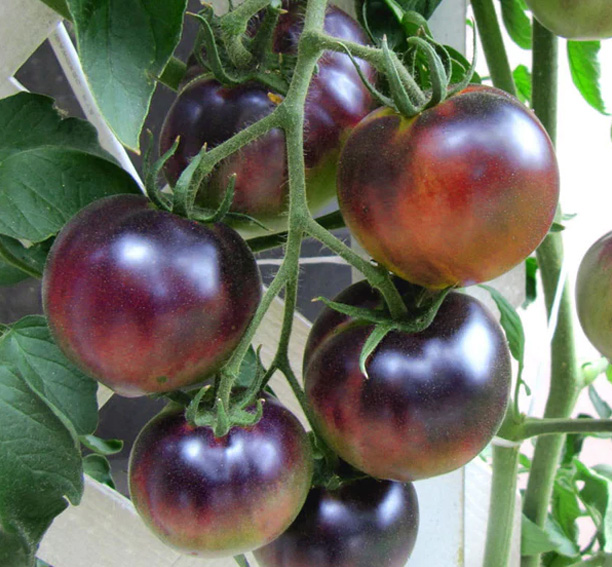 Cherrytomaatzaden Indigo Blue Berries