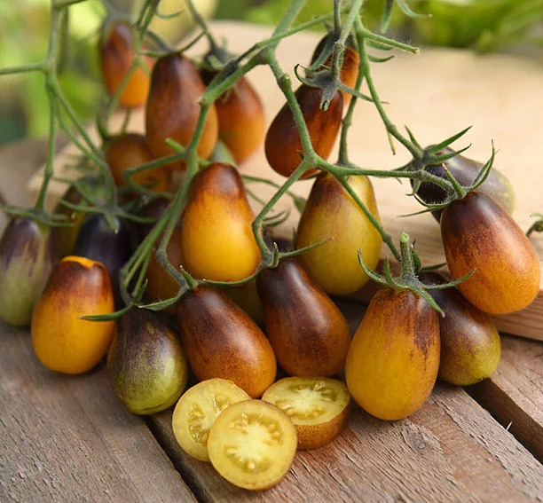 Cherrytomaatzaden Indigo Pear Drops - Afbeelding 2