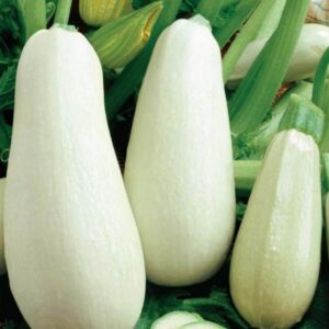 Courgette 'White Swan'