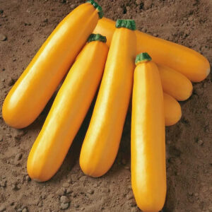 Gele courgette zaden 'Goldena'