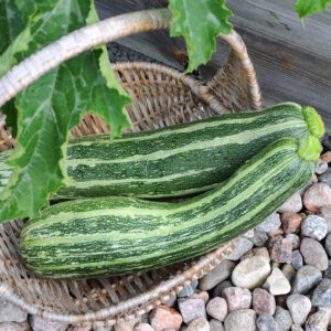 Courgette zaden 'Tapir'