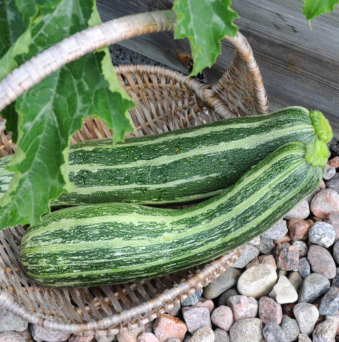 Courgette zaden 'Tapir'
