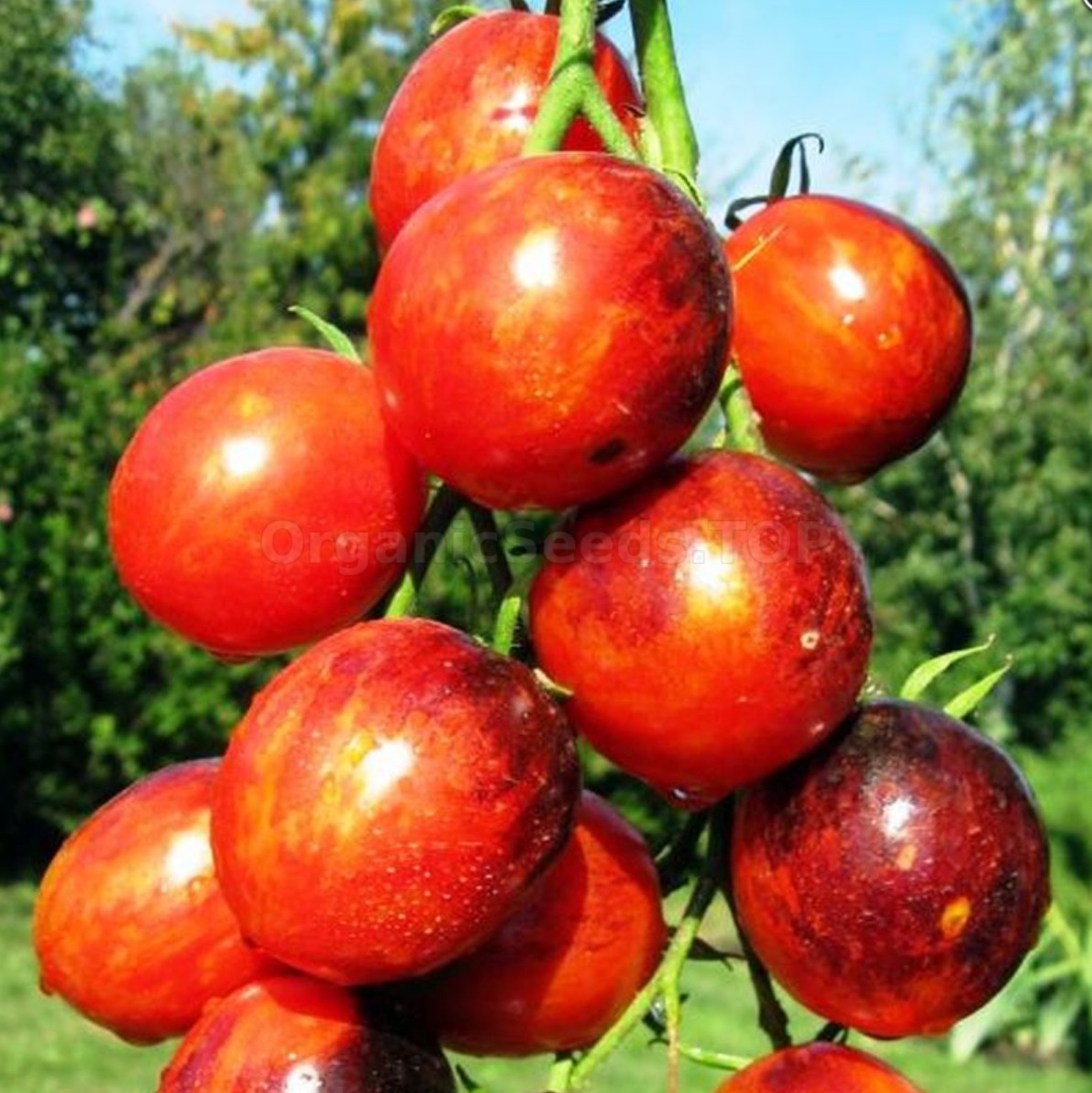 Crimson Dragon Tomatenzaden