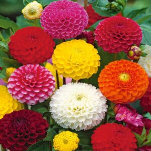 Dahlia