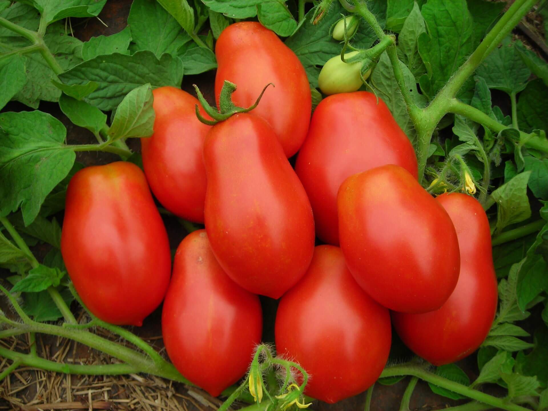 Zoete Snacktomaten Mix - Afbeelding 2
