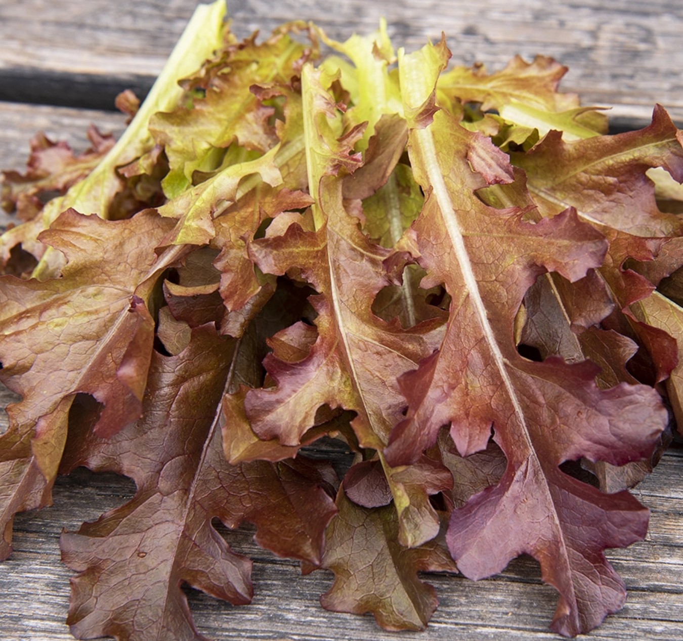Eikenbladsla Red Salad Bowl - Afbeelding 2