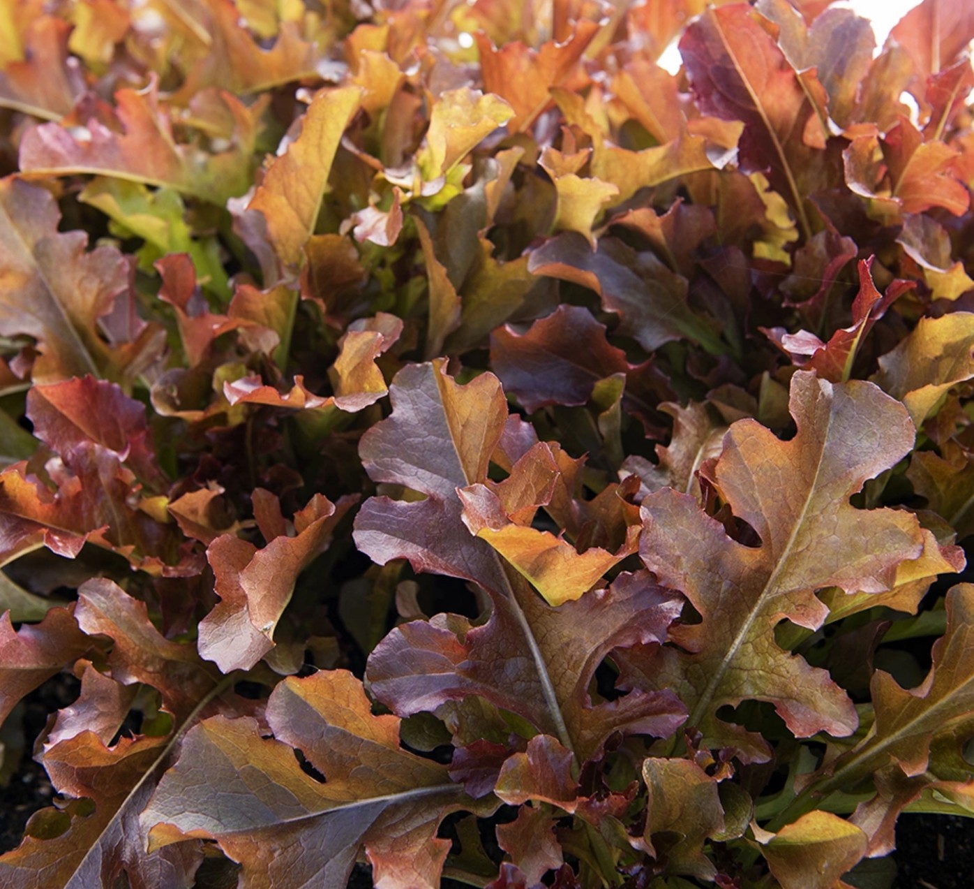Eikenbladsla Red Salad Bowl - Afbeelding 3