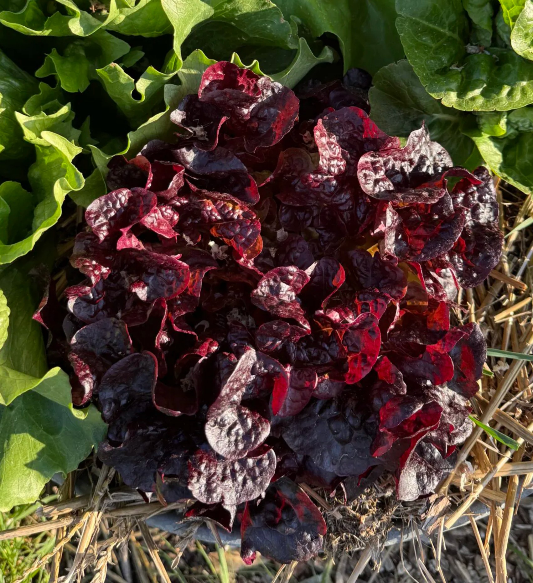 Eikenbladsla Red Salad Bowl
