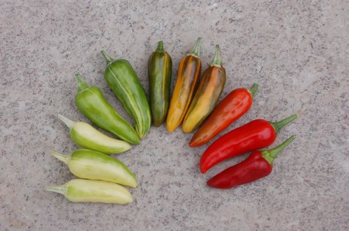 Fish pepper zaden - Afbeelding 3