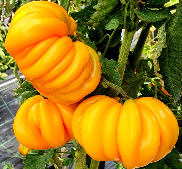 Gestreepte Tomaten Mix - Afbeelding 5