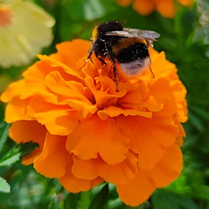 Franse Afrikaan 'Harvest Moon' Zaden - Tagetes