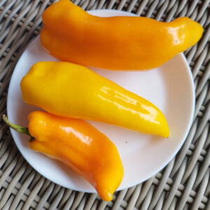Gele puntpaprika zaden 'Ornela' (Giallo)