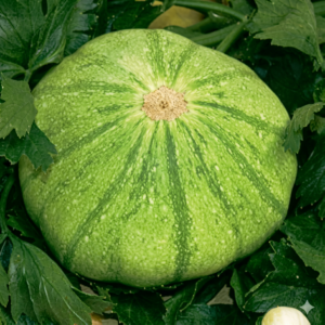Courgette Patisson Malachite