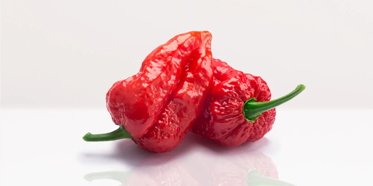 Bhut Naga Jolokia zaden (Ghost Pepper) - Afbeelding 2