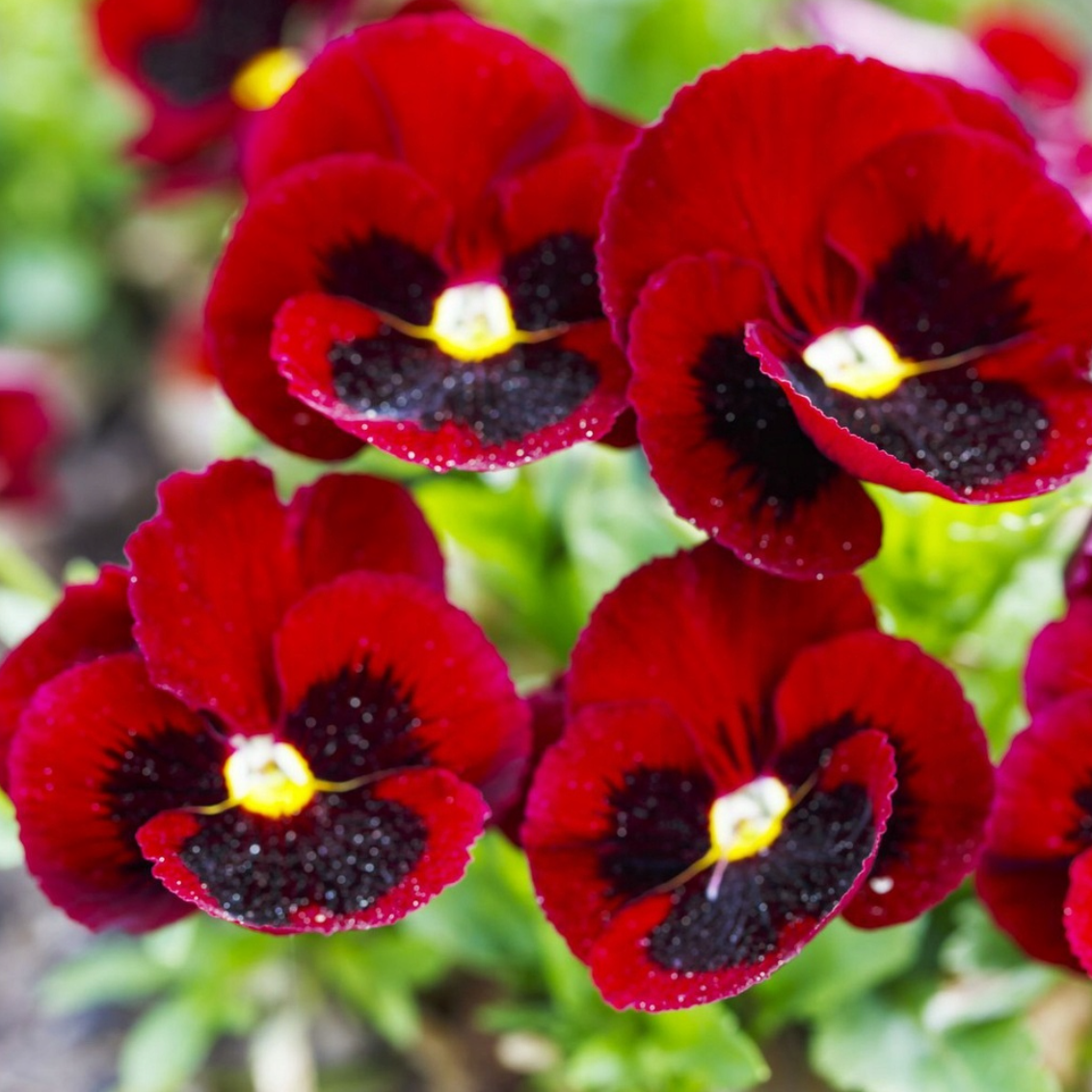 Grootbloemige Tuinviooltjes - Rood met Vlek - Afbeelding 2