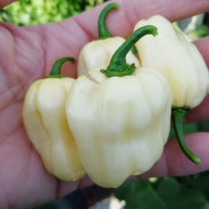 Habanero White Giant zaden