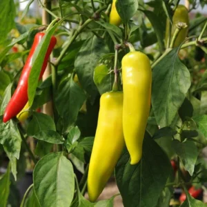 Hungarian Hot Wax zaden