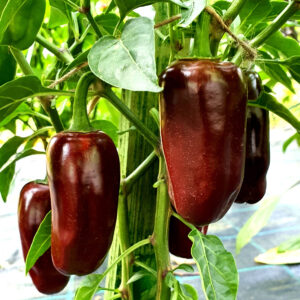 Jalapeno Brown zaden