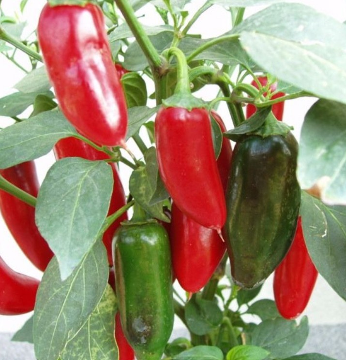 Jalapeno Ruben peperzaden - Afbeelding 2