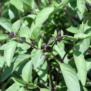 Kaneelbasilicumzaden - Unieke Kaneel Aroma