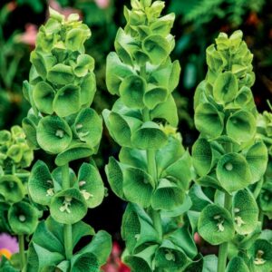 Klokken van Ierland (Moluccella laevis) Zaden – ‘Bells of Ireland’ Snij- en Droogbloem