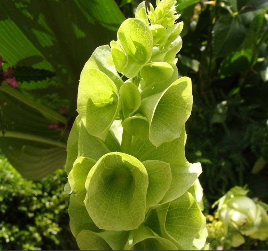 Klokken van Ierland (Moluccella laevis) Zaden – ‘Bells of Ireland’ Snij- en Droogbloem - Afbeelding 2